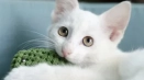 Názov pre biele mačiatko