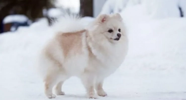 Biely pes: nadýchané psy bielej farby
